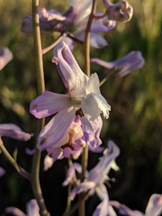 Delphinium recurvatum