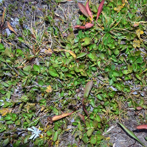 Image of Gaultheria humifusa by (c) Gabriel Campbell-Martinez, some rights reserved (CC BY)