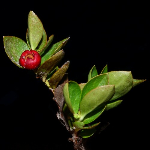 Image of Gaultheria humifusa by (c) Gabriel Campbell-Martinez, some rights reserved (CC BY)