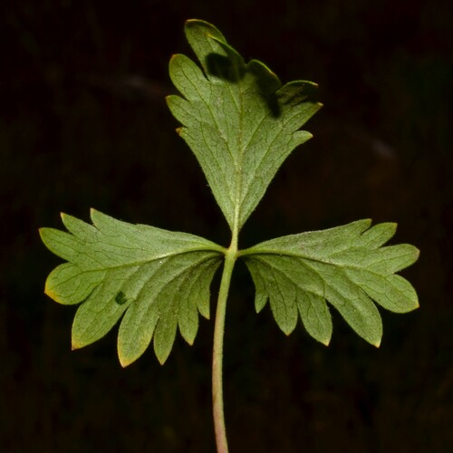 Image of Potentilla flabellifolia by (c) Gabriel Campbell-Martinez, some rights reserved (CC BY)