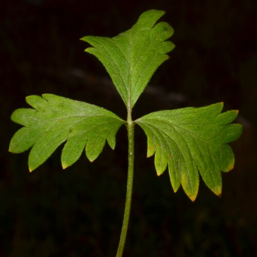 Image of Potentilla flabellifolia by (c) Gabriel Campbell-Martinez, some rights reserved (CC BY)