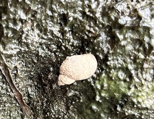 Ladislavella emarginata observed 2023-10-20