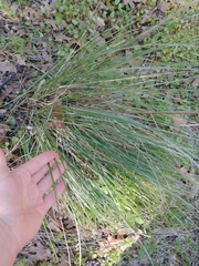 Festuca californica