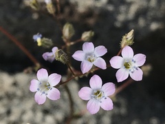 Gilia stellata
