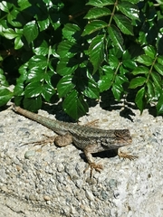 Sceloporus occidentalis