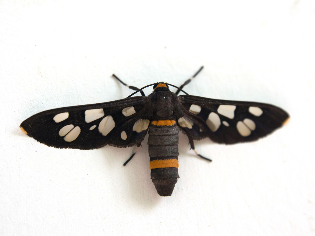 Seven-spotted Handmaiden Moth