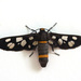 Seven-spotted Handmaiden Moth - Photo (c) Anna, some rights reserved (CC BY-NC), uploaded by Anna