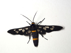 Amata cyssea