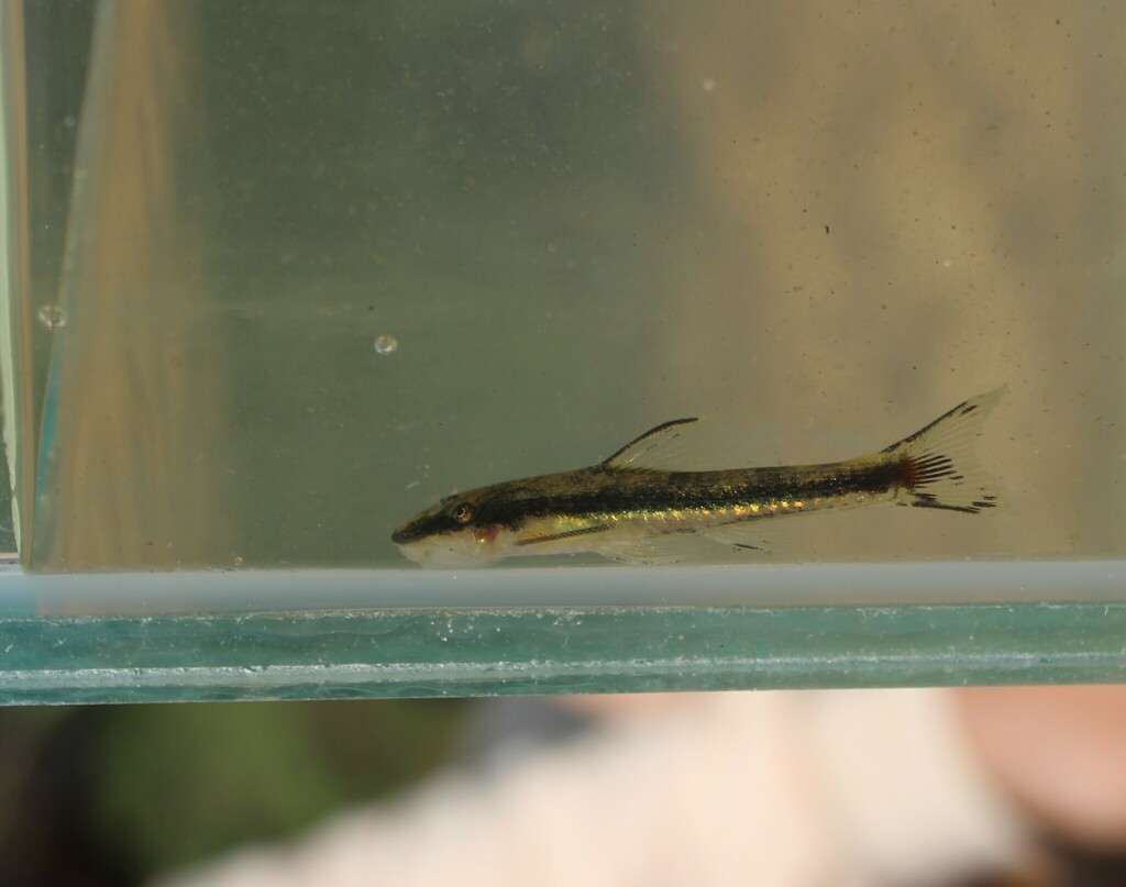 Curculionichthys insperatus