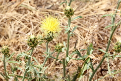 Centaurea salonitana