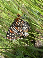 Euphydryas editha bayensis