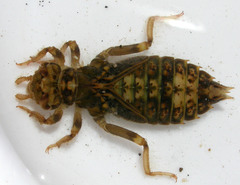 Ophiogomphus colubrinus