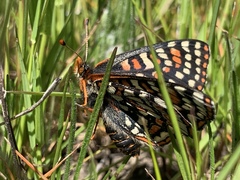 Euphydryas editha bayensis