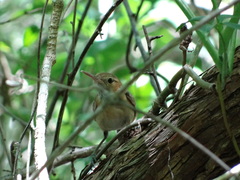 Ramphocaenus melanurus