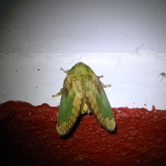 Parasa pastoralis
