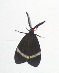 Pidorus glaucopis