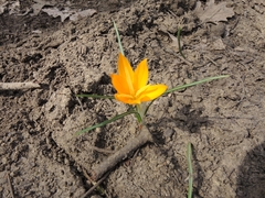 Crocus flavus