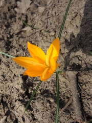 Crocus flavus