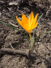 Crocus flavus