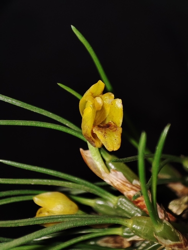 Maxillaria neowiedii