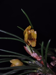 Maxillaria neowiedii, photograph Johann Macedo, CC BY, iNaturalist via GBIF