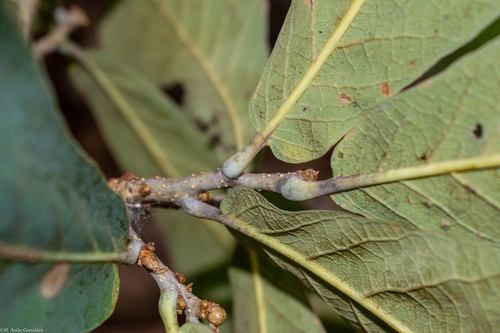 Quercus subspathulata