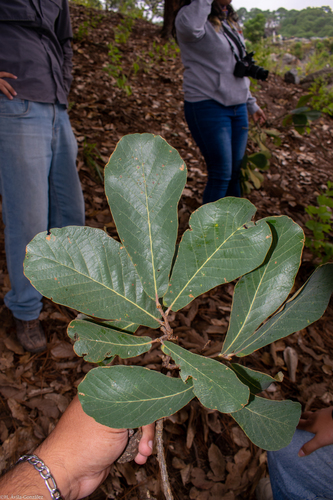 Quercus subspathulata