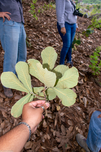 Quercus subspathulata