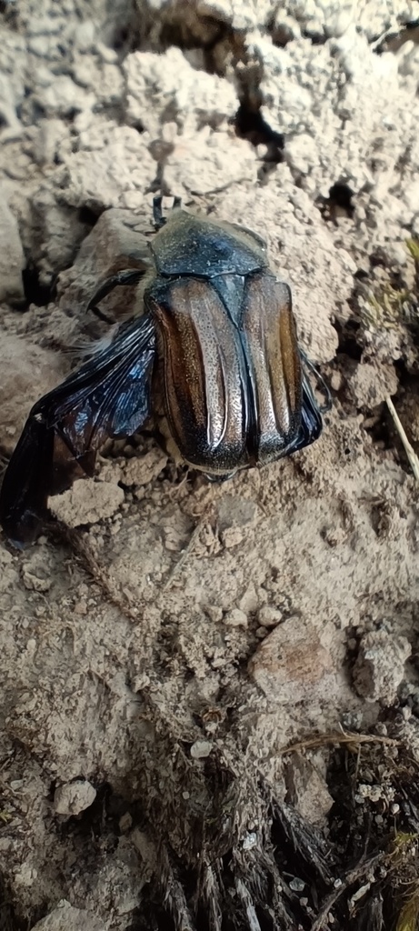 Ischnoscelis hoepfneri