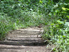 Formicarius moniliger