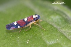 Erythrogonia comensa