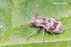 Pantomorus postfasciatus