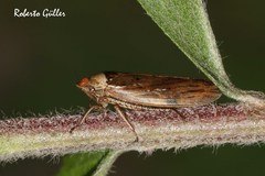 Sordana sordida