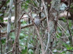 Arremonops chloronotus