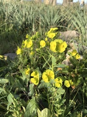 Euphorbia esula