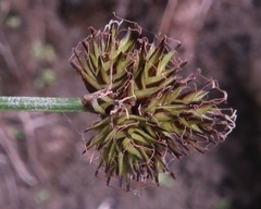 Carex pachystachya