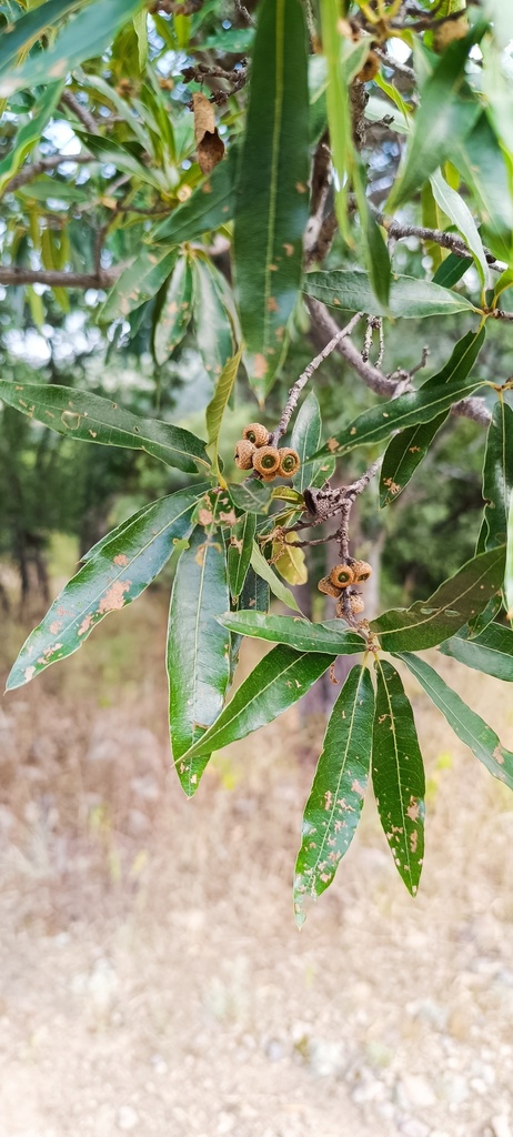 Quercus confertifolia