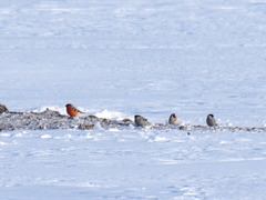Pyrrhula pyrrhula cineracea