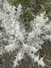 Tetradymia stenolepis