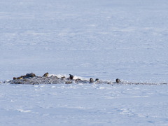 Pyrrhula pyrrhula cineracea