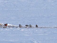 Pyrrhula pyrrhula cineracea