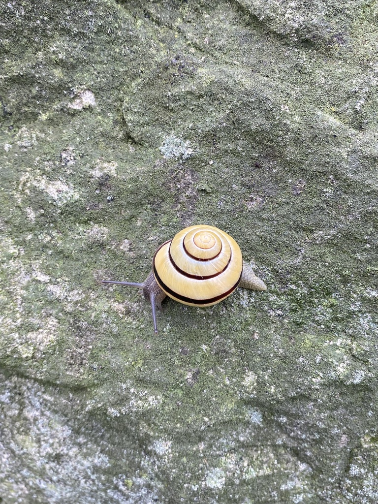 Brownlipped Snail from Squalicum Way, Bellingham, WA, US on October 20