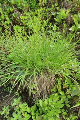 Carex pachystachya