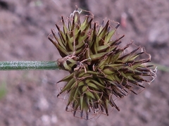 Carex pachystachya