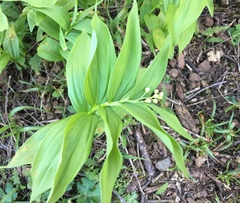 Maianthemum