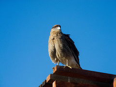Daptrius chimango chimango