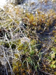 Lomatium gormanii