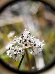 Lomatium gormanii
