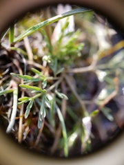 Lomatium gormanii