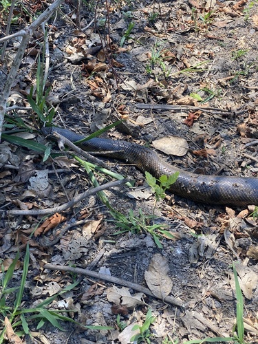 Bolivian Anaconda observed near Beni, BO, (c) Lowenna Arnold, some rights reserved (CC BY-NC)